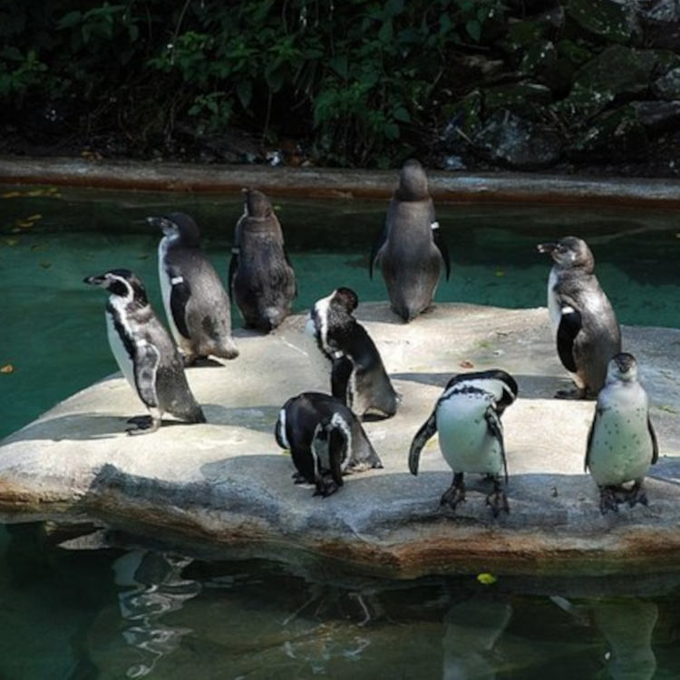 ImagesBrum/Birmingham_Brian_Clift_Penguins_in_Dudley_Zoo_England.jpg