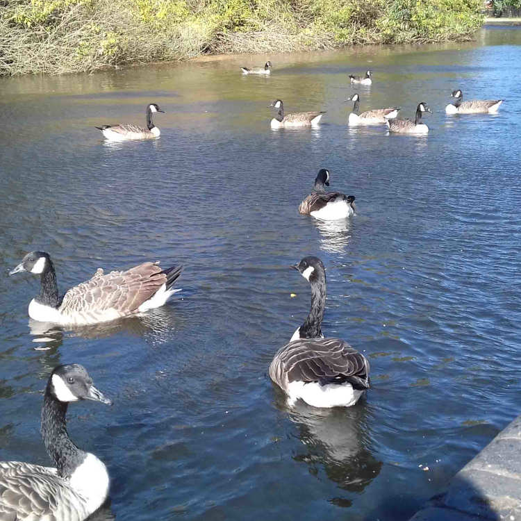 ImagesBrum/Birmingham_Canal_Canada_Geese_at_Hockley_Port.jpg