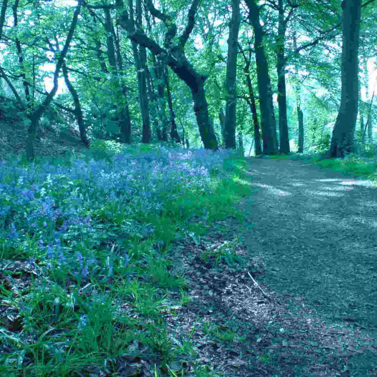 ImagesBrum/Birmingham_Canal_Edgbaston_Reservoir_blue_bells.jpg