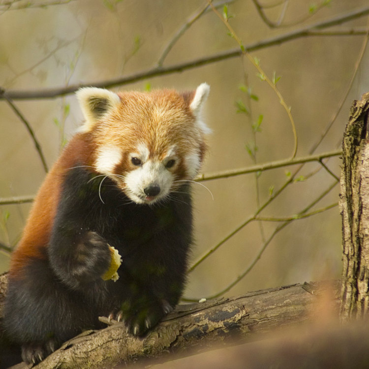 ImagesBrum/Birmingham_Simon_Redwood_Red_Panda_Ailurus_Fulgens.jpg
