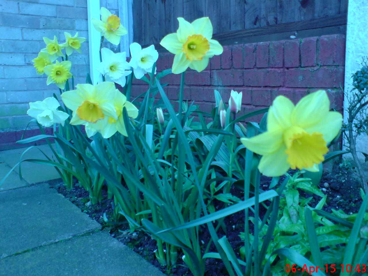 ImagesHovel/2015-04_Daffodils_1.jpg