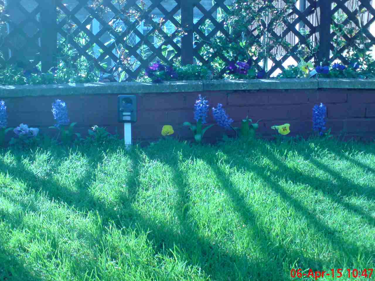 ImagesHovel/2015-04_Hyacinths_and_Trellace_Fence.jpg