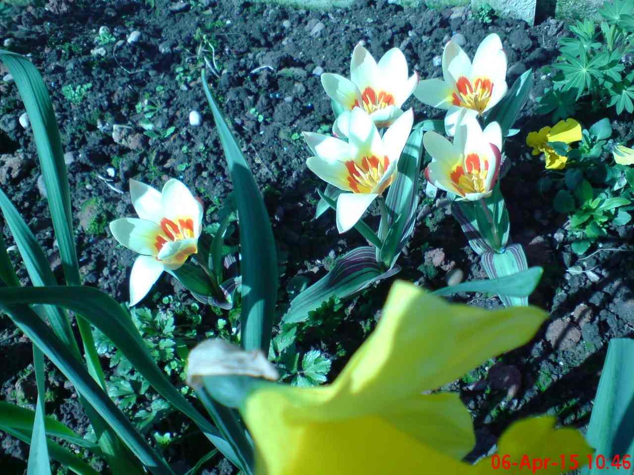 ImagesHovel/2015-04_Tulips.jpg
