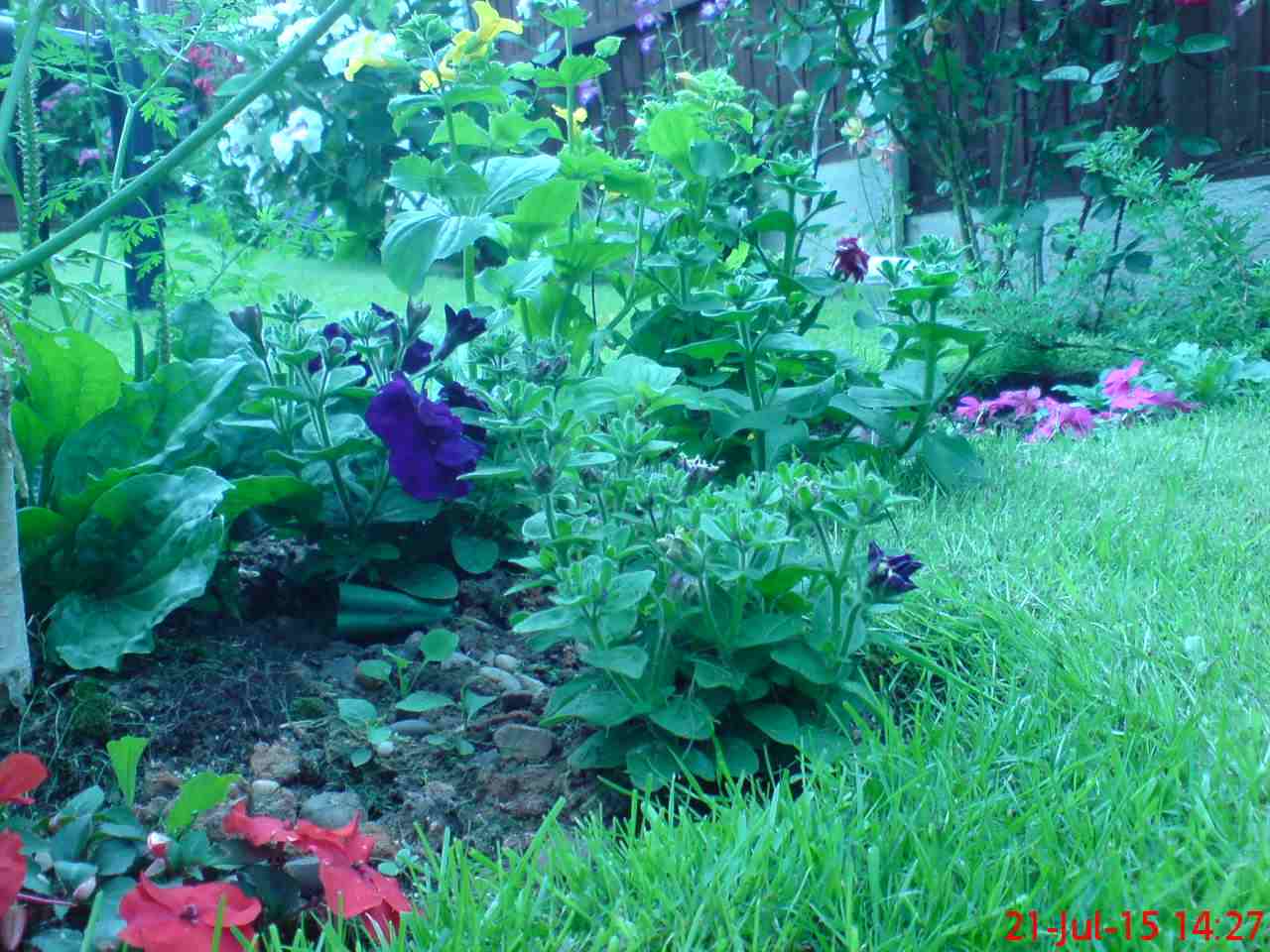 ImagesHovel/2015-07 Base_Of_Weeping_Silver_Birch.jpg