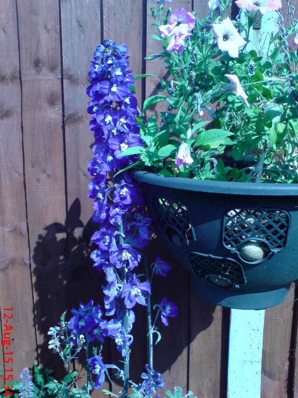 ImagesHovel/2015-07_Delphinium_Hanging_Basket.jpg