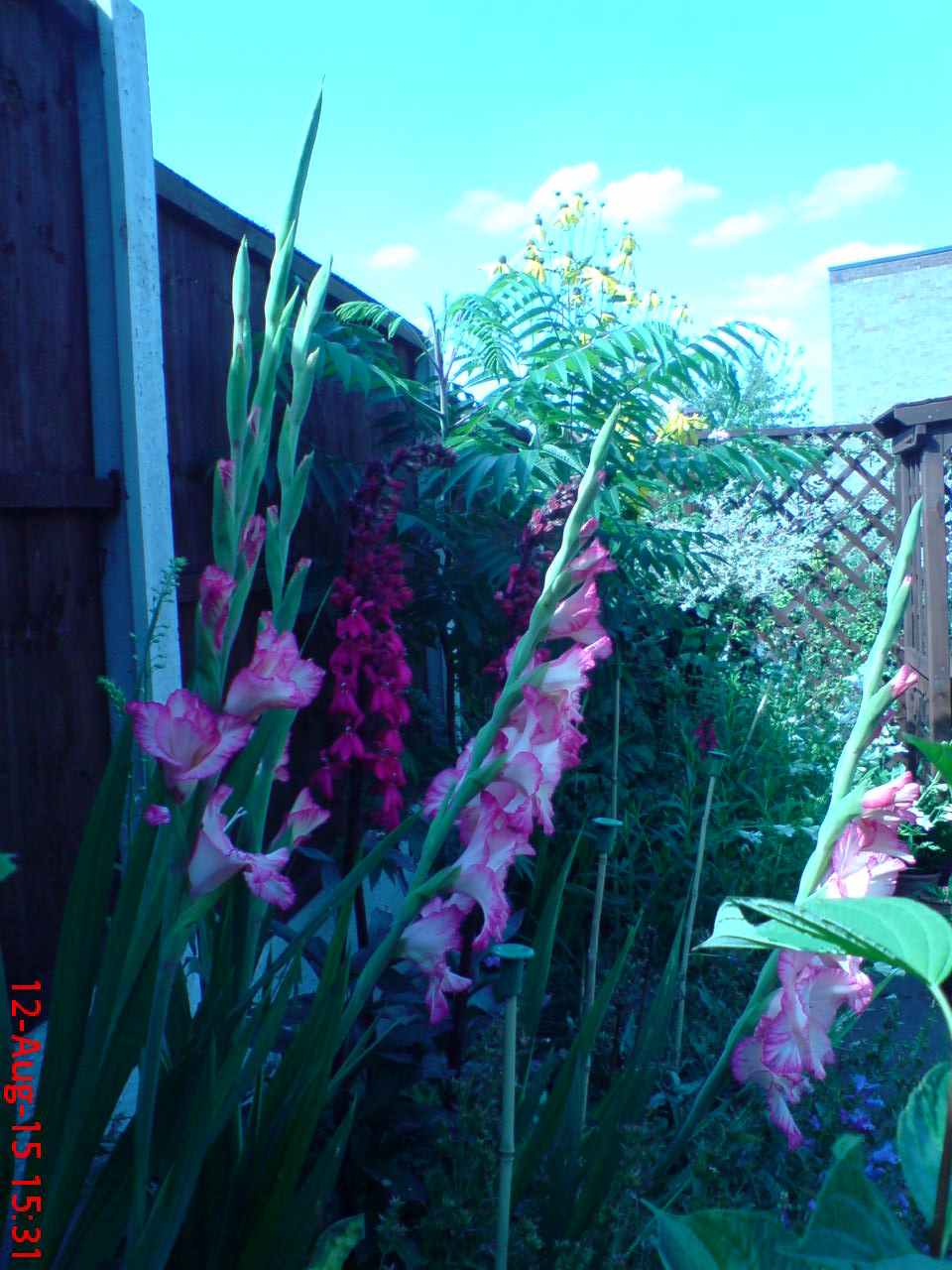 ImagesHovel/2015-07_Gladioli_Stags_Horn_Sumach.jpg
