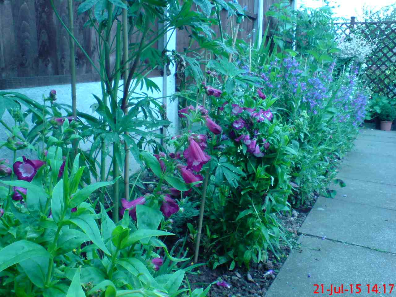 ImagesHovel/2015-07_Herbaceous_Border_2.jpg