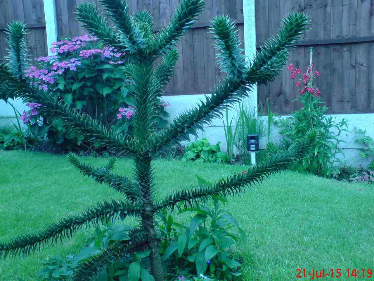 ImagesHovel/2015-07_Monkey_Puzzle_Tree.jpg