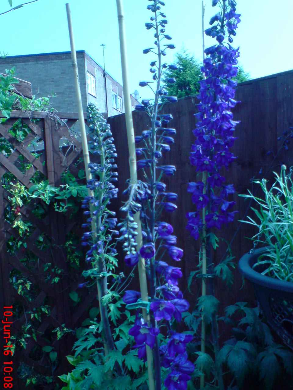 ImagesHovel/2016-06_Delphinium.jpg