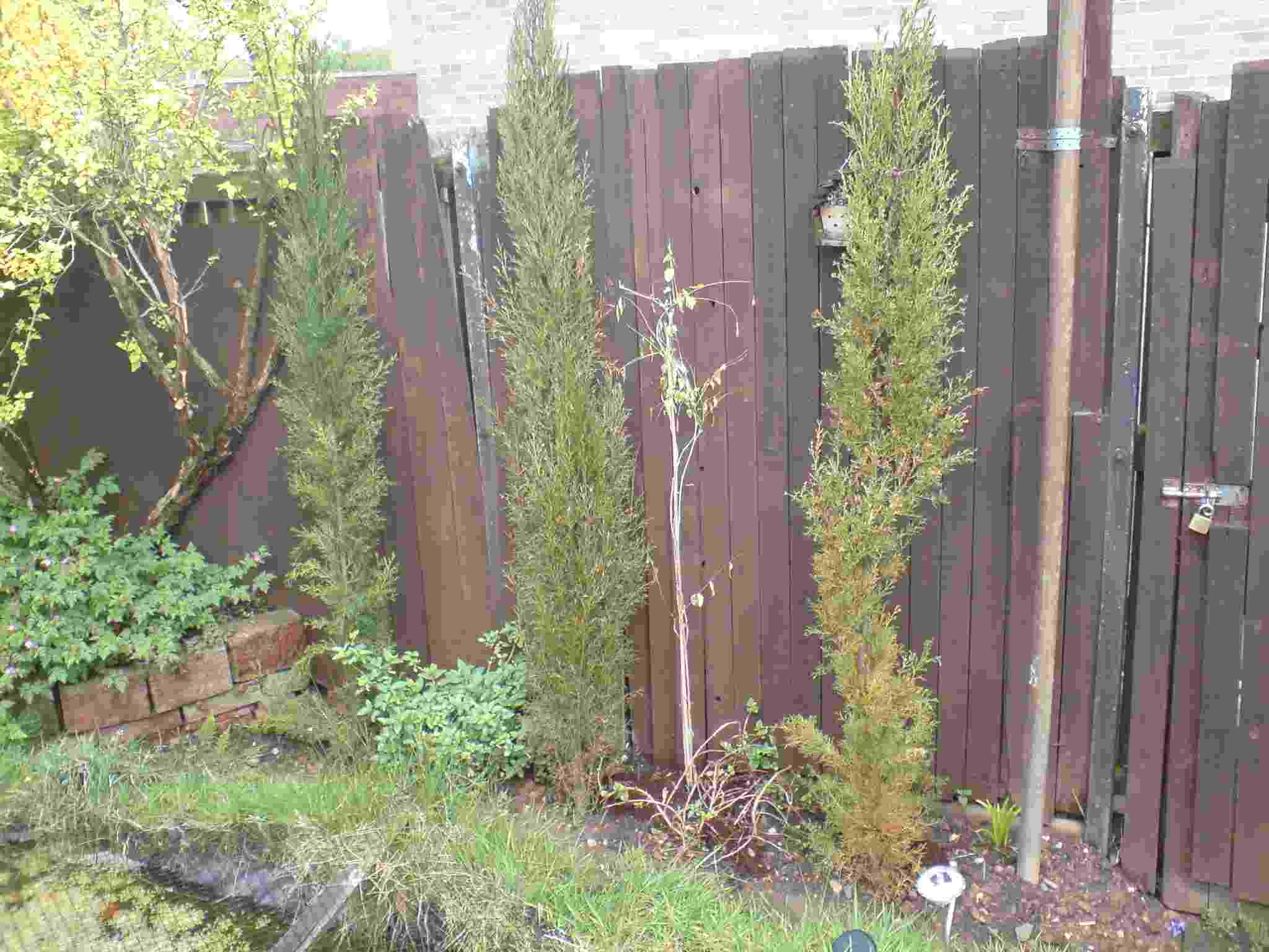 ImagesHovel/2017-05_Fence_Italian_Cypress.jpg