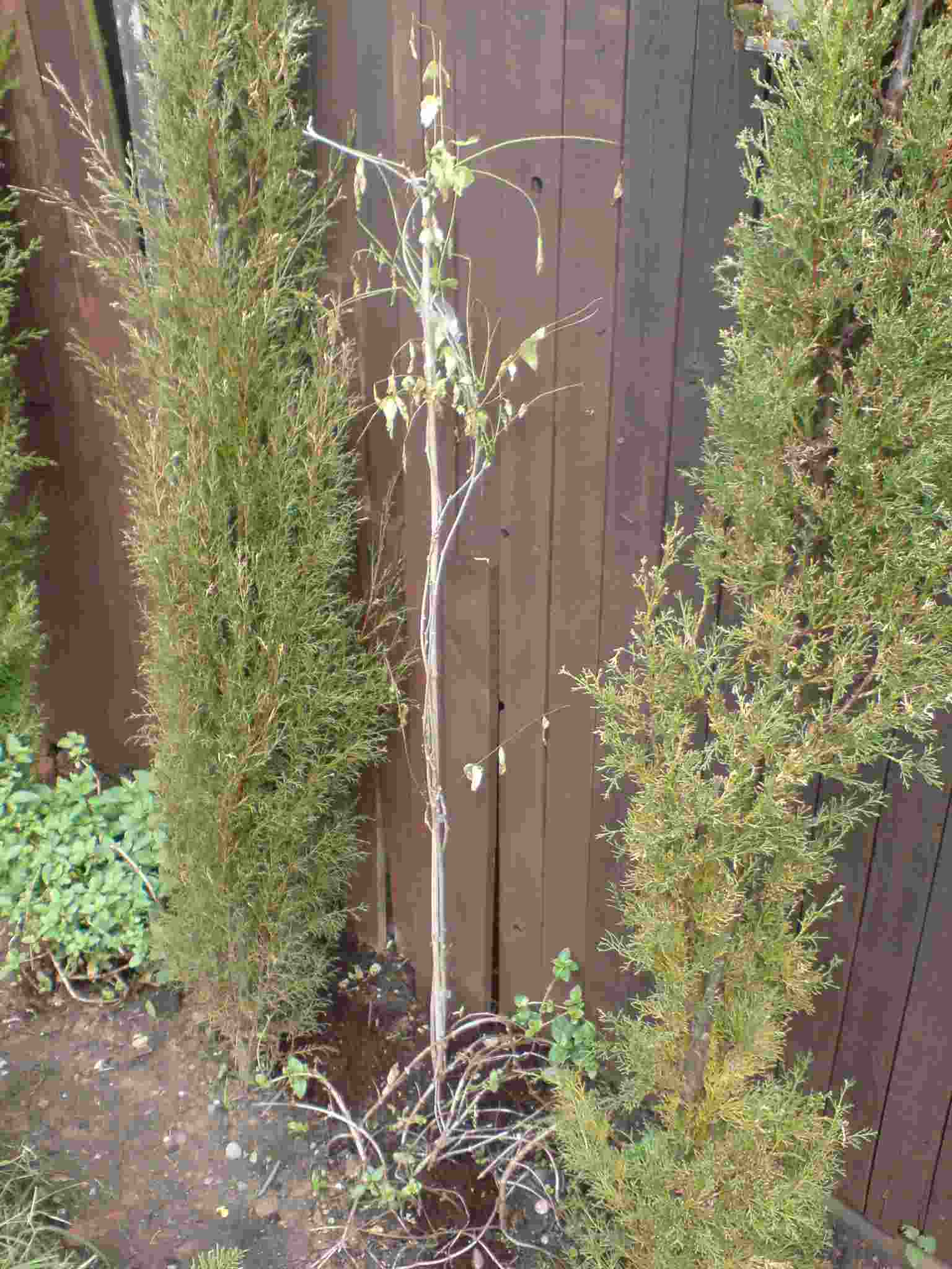 ImagesHovel/2017-05_Garden_Fence_Wisteria.jpg