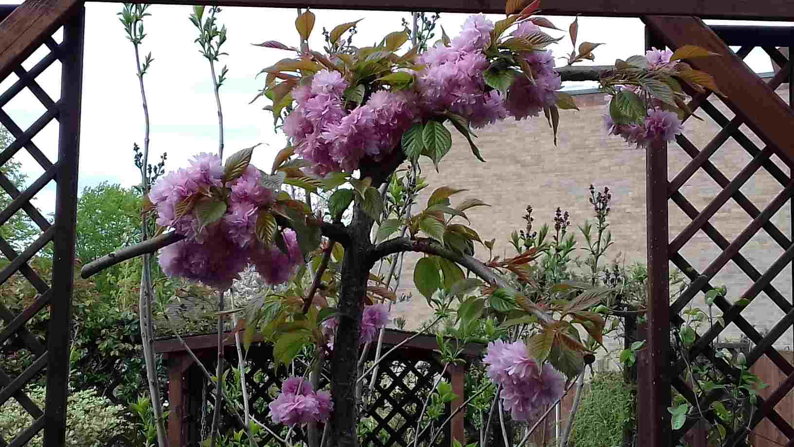 ImagesHovel/2018-04_Pergola_Weeping_Cherry_2.jpg