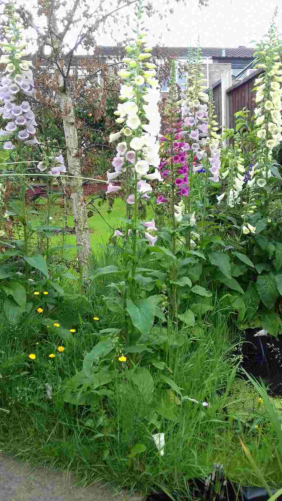 ImagesHovel/2018-06_Foxgloves.jpg