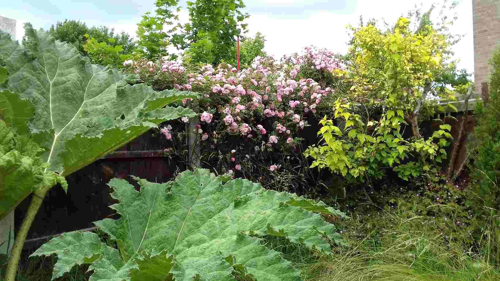 ImagesHovel/2018-06_Rambling_rose_Gunnera.jpg
