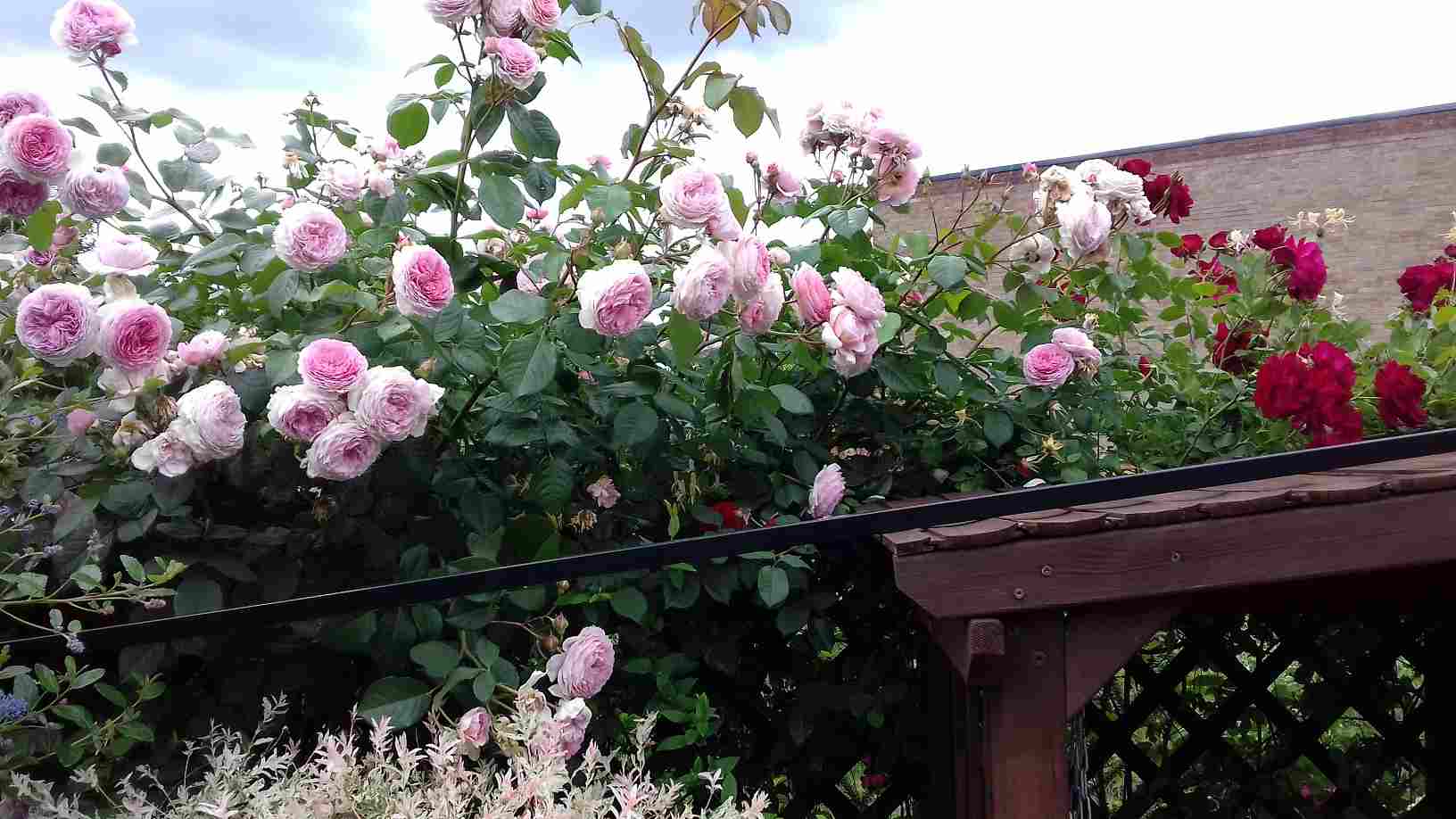 ImagesHovel/2018-06_Roses_on_lattice_fence.jpg