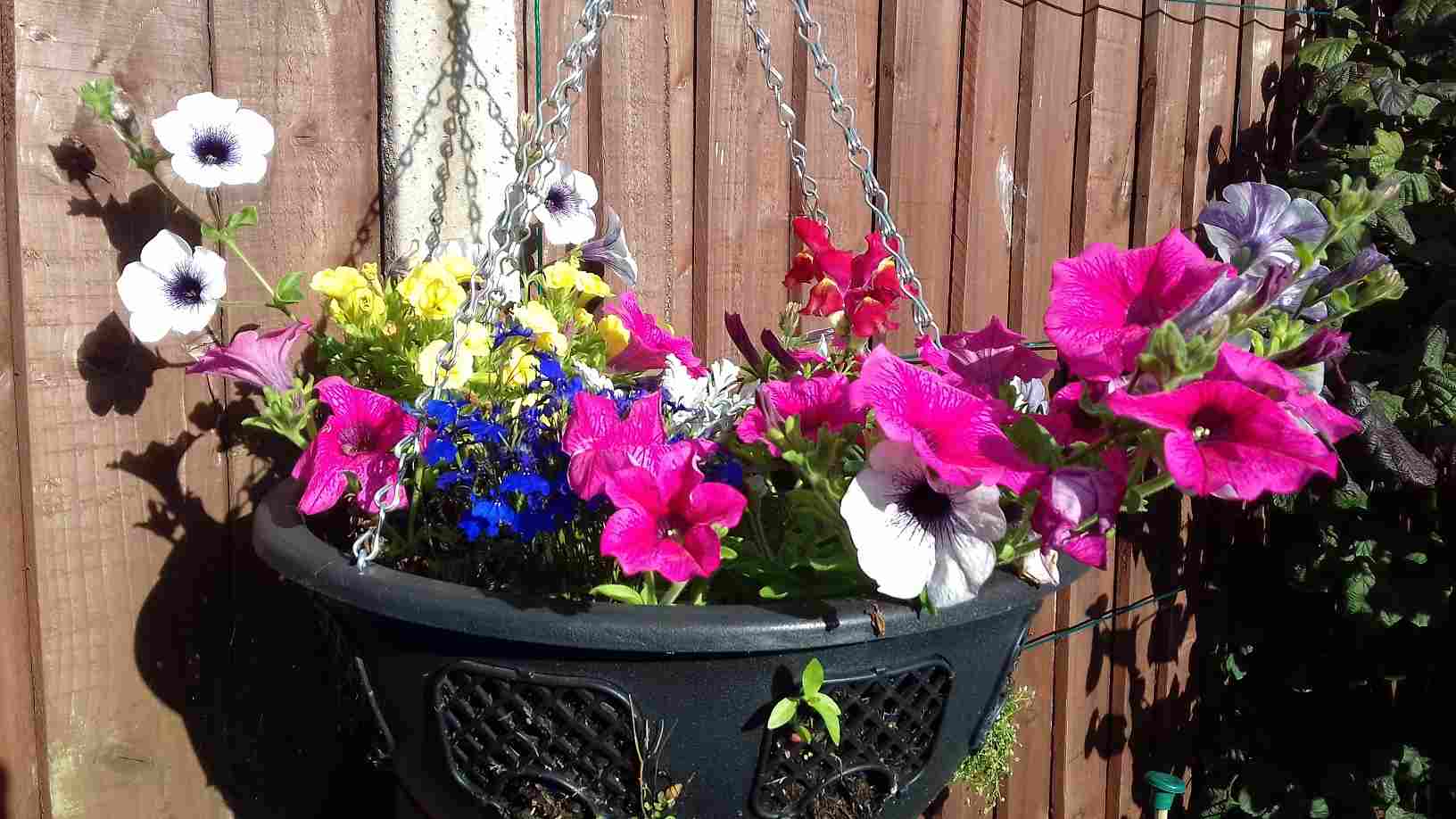 ImagesHovel/2019-07_Fence_Hanging_Basket.jpg