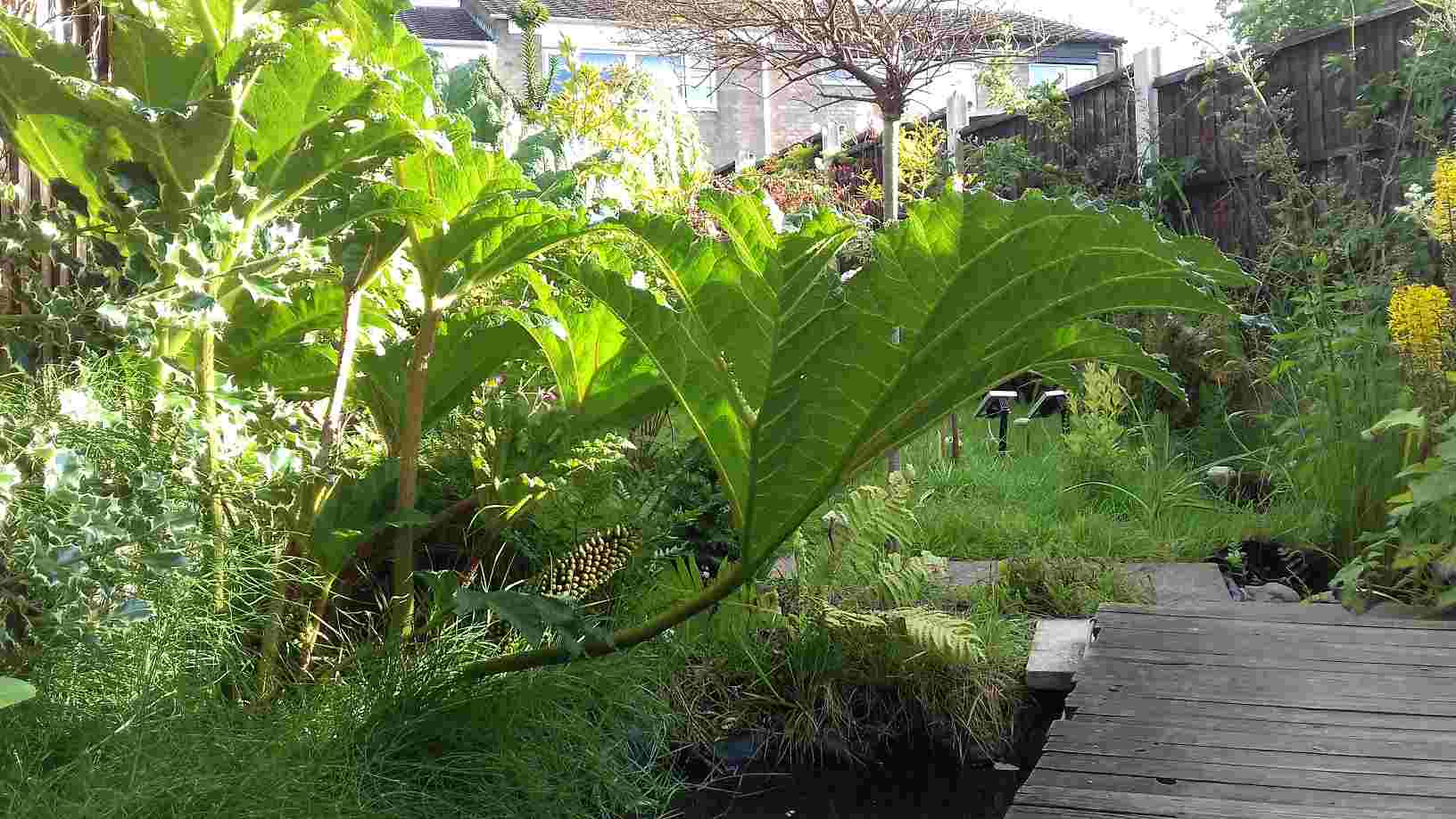 ImagesHovel/2019-07_Gunnera_Ornamental_Pond.jpg