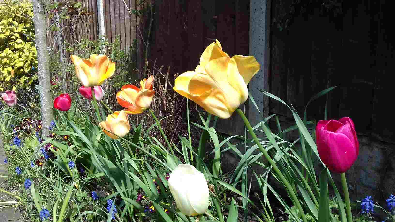 ImagesHovel/2020-04_Back_Garden_Tulips.jpg