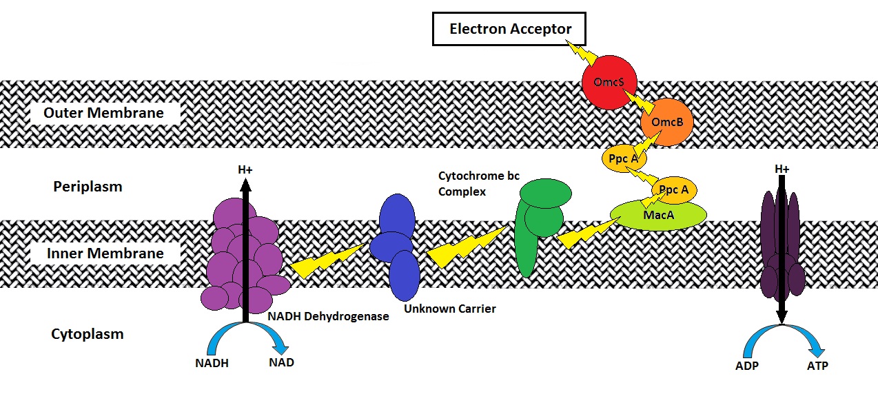 images_my_ideas_16-1/16_WC_Aiox82_Geobacter_Sulfurreducens_Pathway.jpg