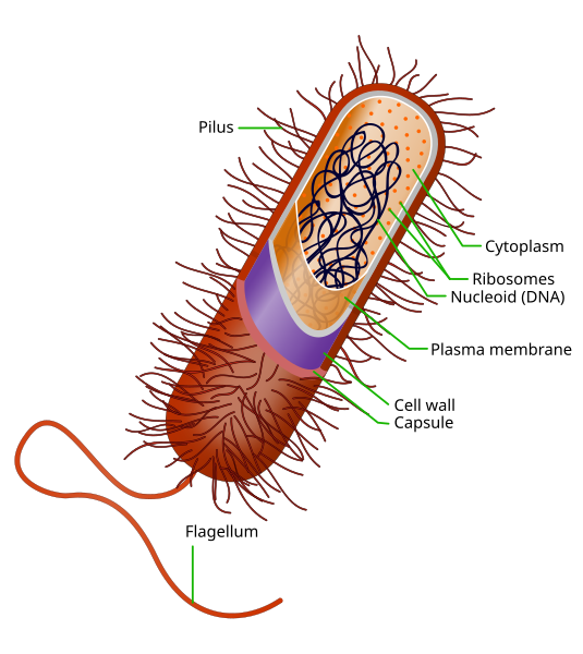 images_my_ideas_16-1/16_WC_Ali_Zifan_Prokaryote_cell.svg.png