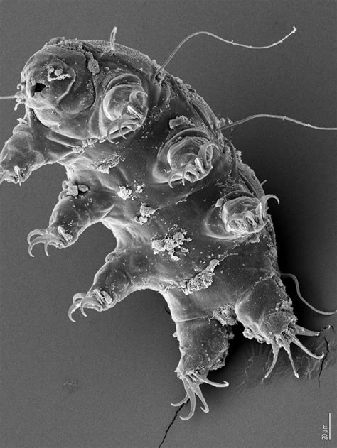 images_my_ideas_16-2/16_NASA_Tardigrade.jpg