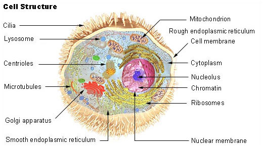 images_my_ideas_16-2/16 WC_Illu_cell_structure.jpg