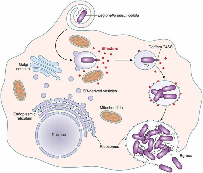 images_my_ideas_16-2/16_WC_Informa_UK_Legionella_pneumophila_in_eukaryotic_cells.jpg