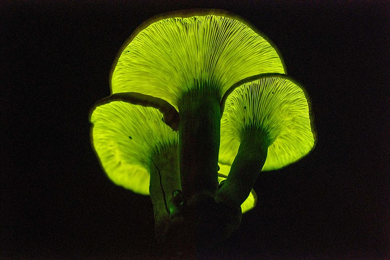 images_my_ideas_16-4/16_WC_Alexey_Sergeev_Bioluminescent_Fungus_Omphalotus_subilludens.jpg