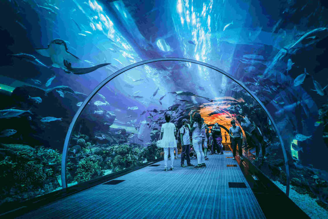 images_my_ideas_38/38_SHUT_dubai_aquarium.jpg